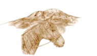 Makoa Farm